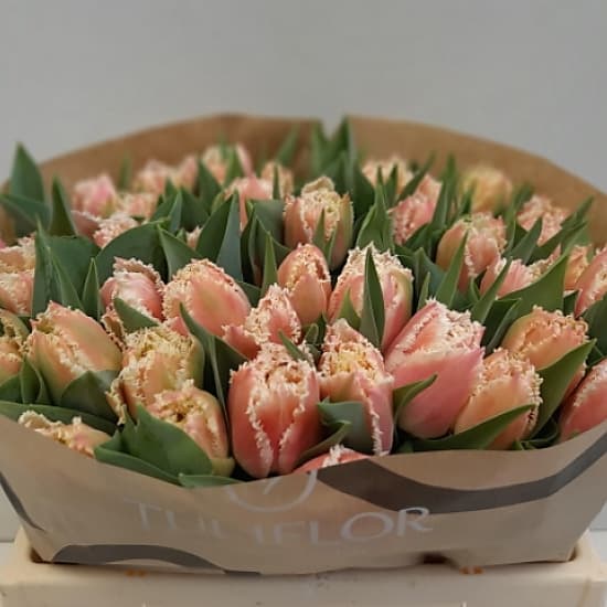 Queensland white tulip